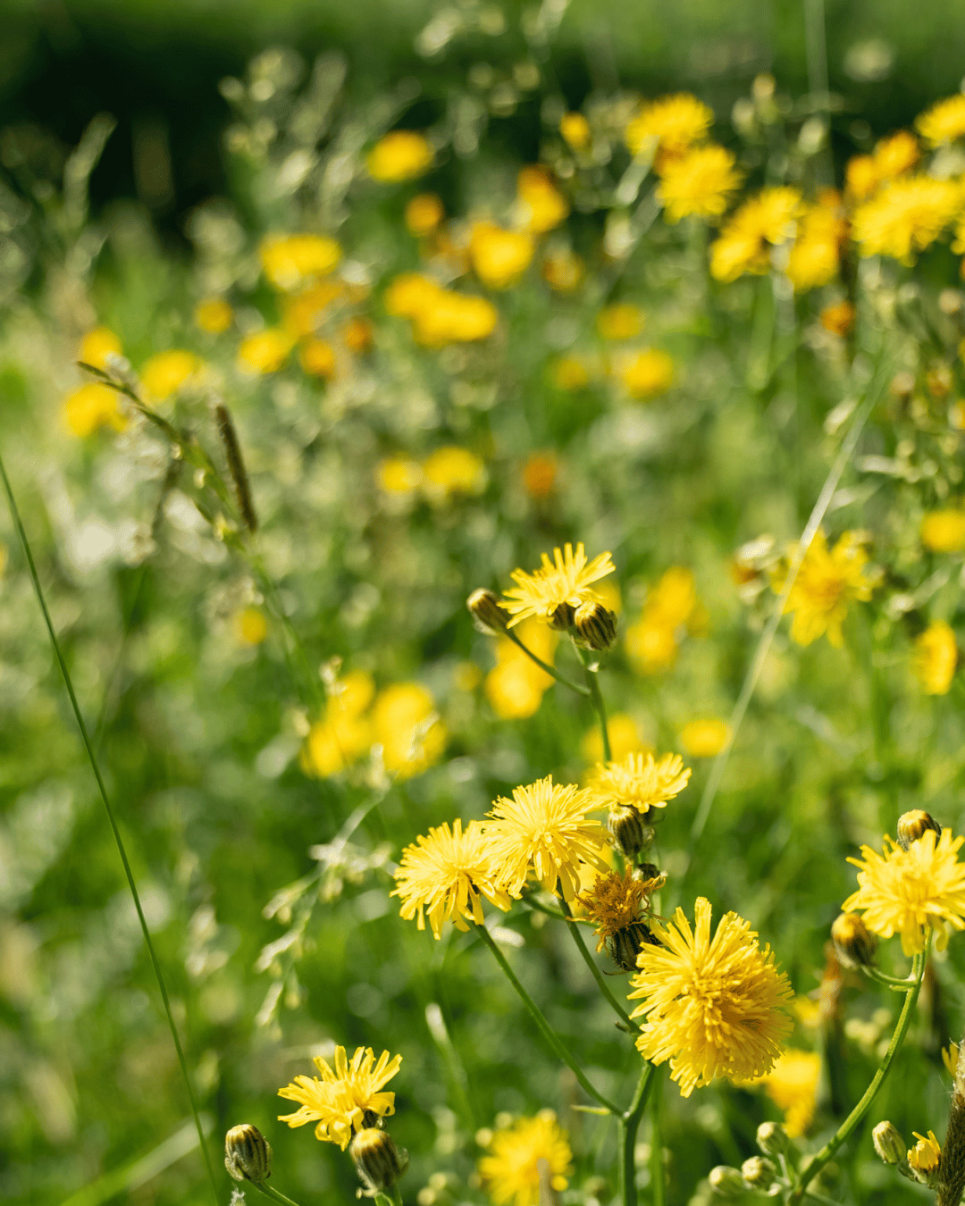 Blumenwiese